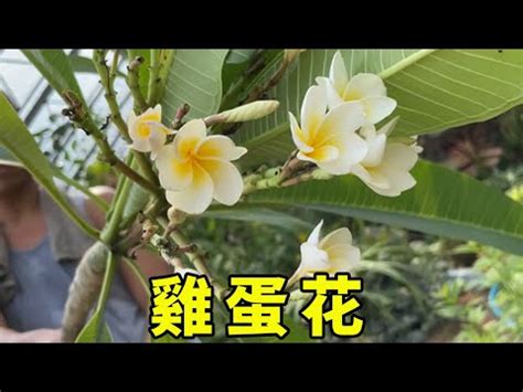 雞蛋花風水陽台|【雞蛋花風水陽台】雞蛋花風水陽台：這4種花種千萬別放，風水。